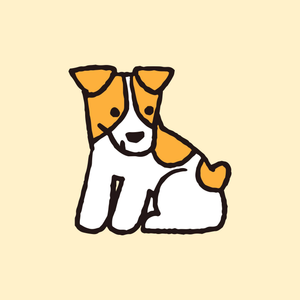 Jack Russell Terrier